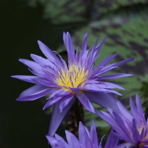 睡蓮,熱帯スイレン,熱帯睡蓮　タンザナイト,熱帯睡蓮　スターオブザンジバル,温室の画像