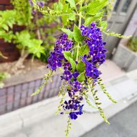 デュランタ 宝塚,お出かけ先にての画像