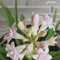 ギボウシ,チューベローズ,花のある暮らし,優しい気持ち,お庭のお花の画像