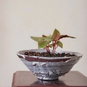 イタドリ,和風,リメイク鉢,和の趣,SDGsの画像