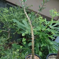 パキポディウム・サキュレンタム,多肉植物,塊根植物,多肉生活,珍奇植物の画像