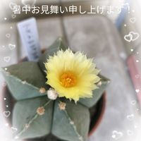 アジサイ,シモツケソウ,ホタルブクロ,マルバダケブキ,アストロフィツム 属の画像