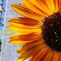 ヒマワリ,エノコログサ,オレンジ,イエロー,大好きな花の画像