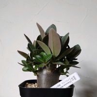 アデニウム,アデニウム　KHZブラック×スーパーレッド,アデニウム　KHZブラック×スーパーレッド,塊根植物,実生の画像
