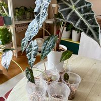 アロカシア・アマゾニカ,アロカシア,観葉植物,インテリアグリーン,緑は癒しの画像