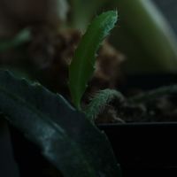 ハオルチア,多肉植物,観葉植物,塊根植物,サボテン科の画像