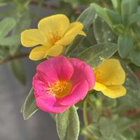 ポーチュラカ,エンデュミオンの画像