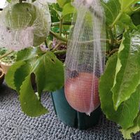 パッションフルーツ,収穫の画像