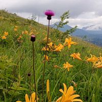 アザミ,八島湿原,野草　山野草,霧ヶ峰高原,昨日の今日のお花の画像
