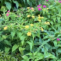 花のある暮らし,お散歩写真,緑のある暮らし,GSに感謝。,いつも笑顔で〜〜♡の画像