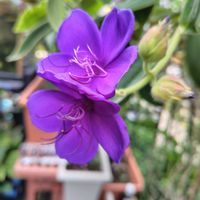 山野草,水生植物,花のある暮らし,庭の画像