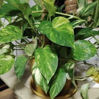 ポトス,ポトス・ハッピーデー,観葉植物,癒し,インテリアグリーンの画像