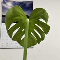 モンステラ,観葉植物,新芽の画像