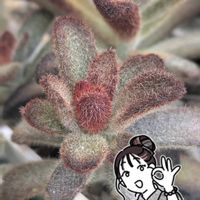 シナモン,福兎耳,ゴールデンガール,多肉植物,カランコエ属の画像
