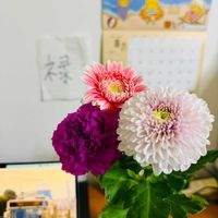 カーネーション,ガーベラ,マムの画像