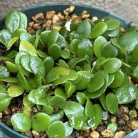 シダ植物,山野草,シェードガーデン,北側花壇,シダ好きの画像