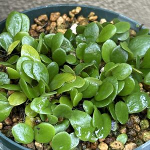 シダ植物,山野草,シェードガーデン,北側花壇,シダ好きの画像
