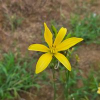 ユウスゲ,ヘメロカリス,ヘメロカリス  デイリリー,花のある暮らし,園芸男子の画像