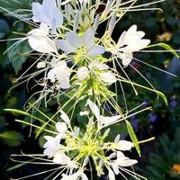 クレオメ,白い花,癒し,花のある暮らし,酔蝶花の画像