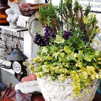 アンゲロニア,寄せ植え,可愛い,庭の花,癒しの画像