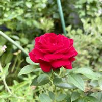 ゴーヤ,マツバボタン,薔薇　レッド・キャプテン/トゥルー・ブルーム,キュンキュン乙女倶楽部,ちっちゃいものクラブの画像