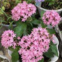 ブーゲンビリア,ペンタス,マツバボタン,花のある暮らし,おうち園芸の画像