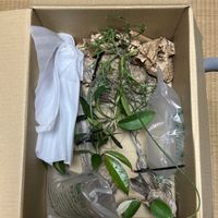 エアプランツ,ホヤ,大阪,植物大好き,お花大好きの画像