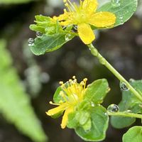 オトギリソウ,ミセバヤ,北側花壇,雨のしずくの画像