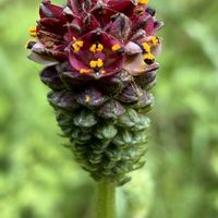 ワレモコウ,吾亦紅,山野草,多年草,バラ科の画像