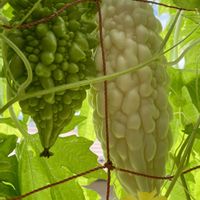 ゴーヤ,しろくまゴーヤ,ザウルスゴーヤ,備忘録,プランター栽培の画像