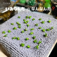 イオナンタ,多肉植物,エアプランツ,観葉植物,多肉初心者の画像