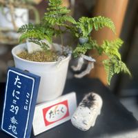 アジサイ,シクラメン,紫陽花,白うさぎ,トキワシノブの画像