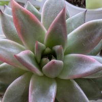ロメオ×エボニー,Pandora,多肉植物,葉挿し,多肉寄せ植えの画像