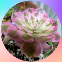 アエオ,多肉植物,ピンクウィッチ,リビング・ダイニングの画像
