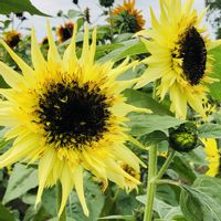 ヒマワリ,ヒマワリ,花のある暮らし,緑のある暮らし,北海道の画像