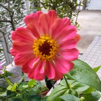 ヒャクニチソウの画像