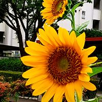 ヒマワリ,ホウセンカ,今日のお花,過去pic.,眠れぬ夜にの画像