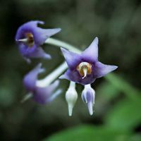 イワタバコ,山野草,登山,一眼レフの画像