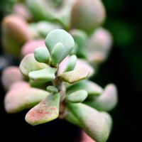 ケラリア ピグマエア,多肉植物,塊根植物,ケラリア属,テラスの画像