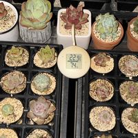 多肉植物,エケベリア属の画像
