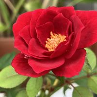 ミニバラ,ボルドーコルダーナ,ミニ薔薇ボルドーコルダーナ,ミニ薔薇,花のある暮らしの画像