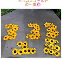 ヒマワリ,アポロン,ひまわり アポロン,アポロンゴールド,癒し…♡の画像