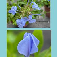 バジル,ルリマツリ(プルンパーゴ),花のある暮らし,お花大好き♡,青い花マニアの画像