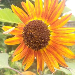 ヒマワリ,放置栽培,お花のある暮らし,自然にお任せ,庭に咲くお花たちの画像