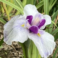 花菖蒲,花菖蒲,白い花,癒し,ホワイトの画像