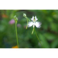 サギソウ,山野草,ミラーレス一眼,小さな鉢植え,由美子・山野草・高山植物の画像