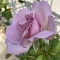 薔薇ローズジネルジック,地植え,ピンクの花,我が家のバラ,大好きな薔薇♡の画像