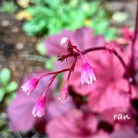 鉢植え,室内,小さな庭の画像