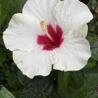 ハイビスカス,ヒマワリ,ヒマワリ,アナベル,セイロンライティアの画像
