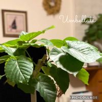 ウンベラータの画像